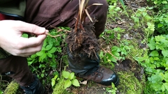 Lolium giganteum