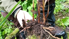 Lolium giganteum