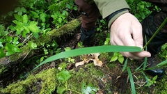 Lolium giganteum