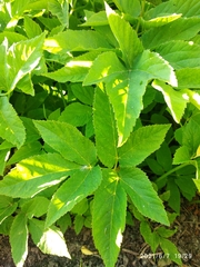 Aegopodium podagraria