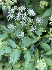 Aegopodium podagraria