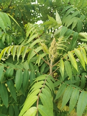Rhus typhina