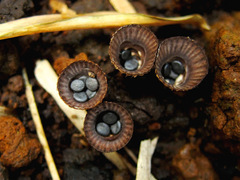 Cyathus striatus