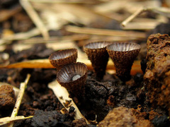 Cyathus striatus