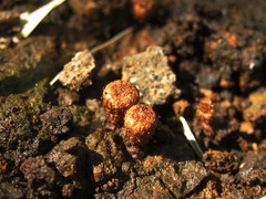 Cyathus striatus