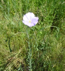 Linum perenne