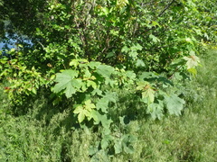 Acer pseudoplatanus