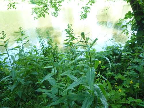 Sisymbrium strictissimum (Sisymbrium strictissimum)