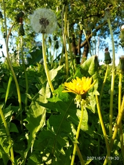 Taraxacum officinale