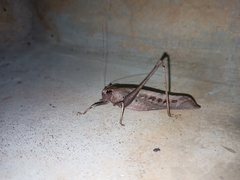 Mecopodinae