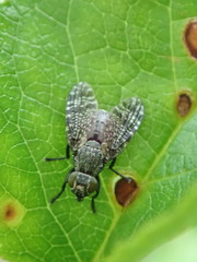 Platystoma seminationis