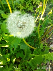 Taraxacum officinale