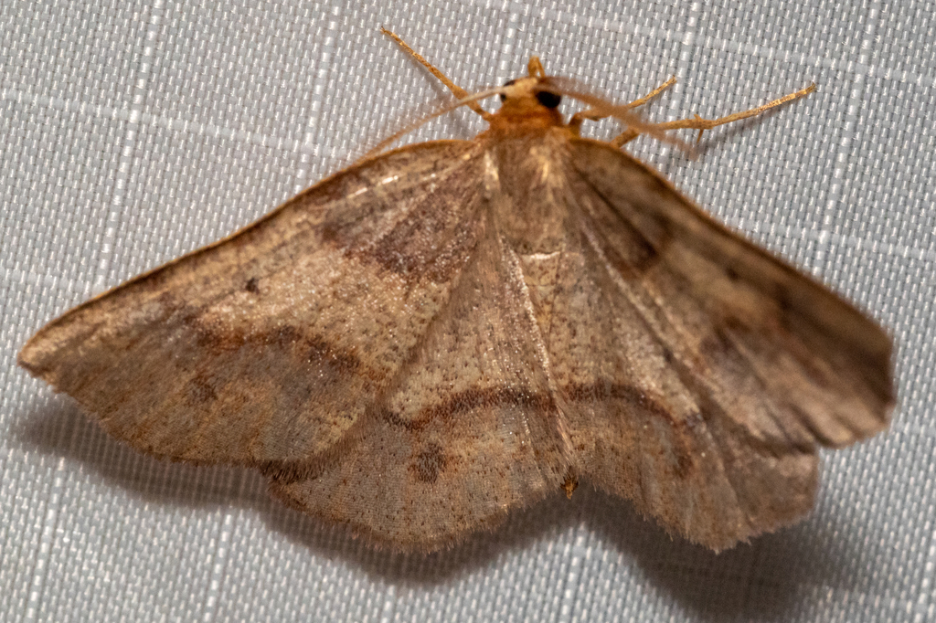Metarranthis amyrisaria