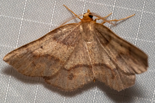 Metarranthis amyrisaria