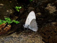 Udara