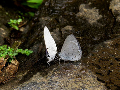 Udara