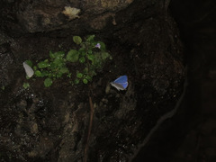 Udara