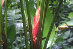 Heliconia uxpanapensis