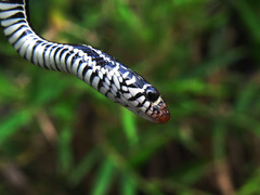 Xenochrophis vittatus