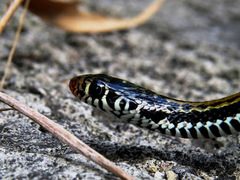 Xenochrophis vittatus