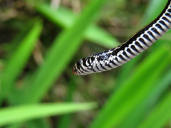 Xenochrophis vittatus