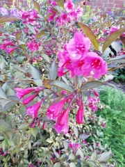 Weigela