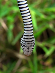 Xenochrophis vittatus