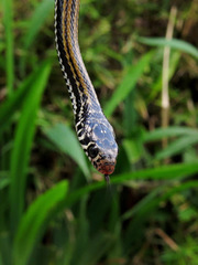 Xenochrophis vittatus