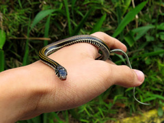 Xenochrophis vittatus