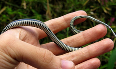Xenochrophis vittatus