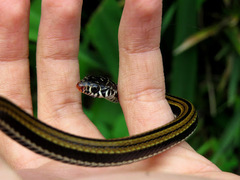Xenochrophis vittatus