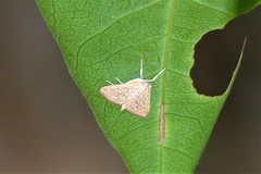 Ecpyrrhorrhoe damastesalis