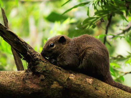 Callosciurus nigrovittatus