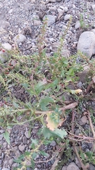 Blitum capitatum