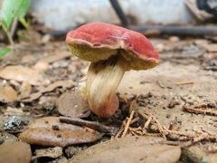 Hortiboletus rubellus