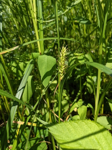 Image of Carex trichocarpa by no rights reserved