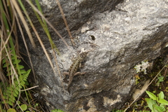 Sceloporus taeniocnemis