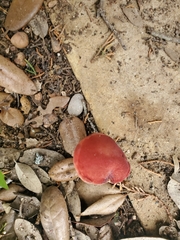 Hortiboletus rubellus
