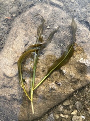 Potamogeton illinoensis