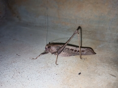 Mecopodinae