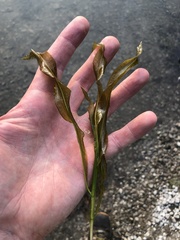 Potamogeton illinoensis