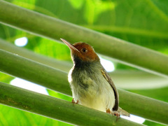 Orthotomus sepium