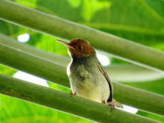 Orthotomus sepium