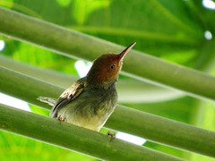 Orthotomus sepium