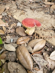 Hortiboletus rubellus