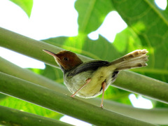 Orthotomus sepium