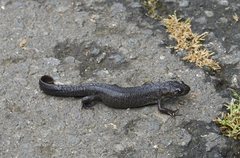 Triturus ivanbureschi