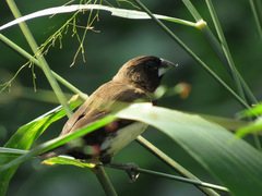 Lonchura leucogastroides