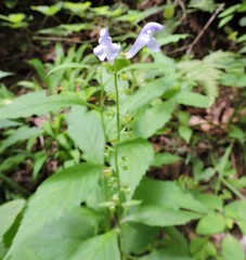 Scutellaria serrata