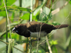 Lonchura leucogastroides